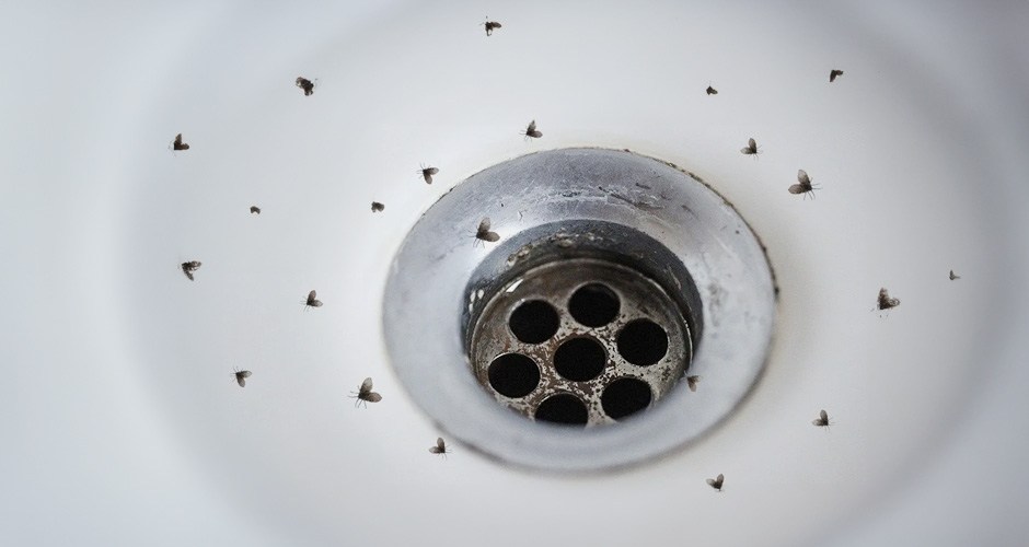 drain flies